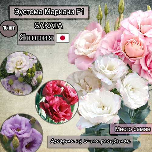 ������ ������ ������ ������� ������� F1 ���������������, ��������. ������� �� 5-�� ���������. Sakata �������� ��������. 15 �� � ��. ����