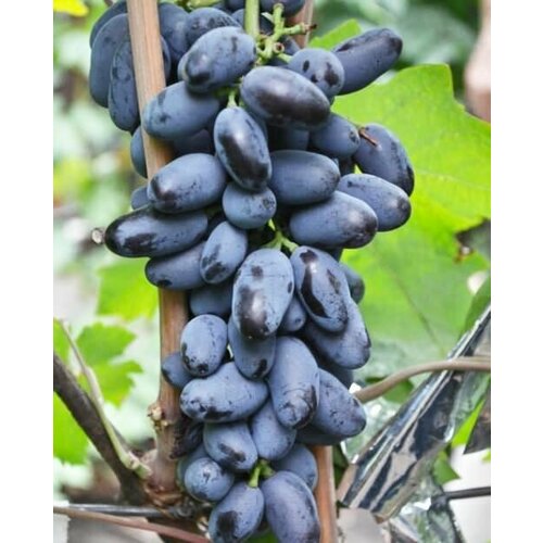 ������ ������ �������� �������� ����