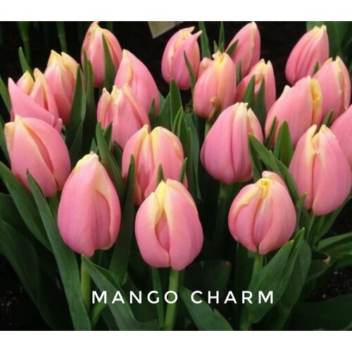 ������ ������ �������� ����������� , �������� ���� MANGO CHARM (3 �����) ����