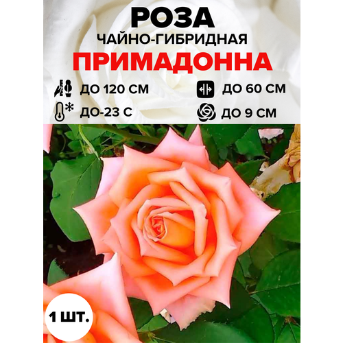 ������ ������ ���� ���������� �����-��������� 1 ��. ����