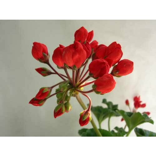 ������ ������ ������ ���������� �������������� ����� 4 �� (1 �������� (O)) ����