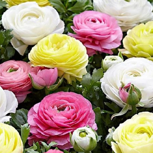 ������ ������ �������� ������, ���� �����, ���������� MIX ������ (10 �������) ����