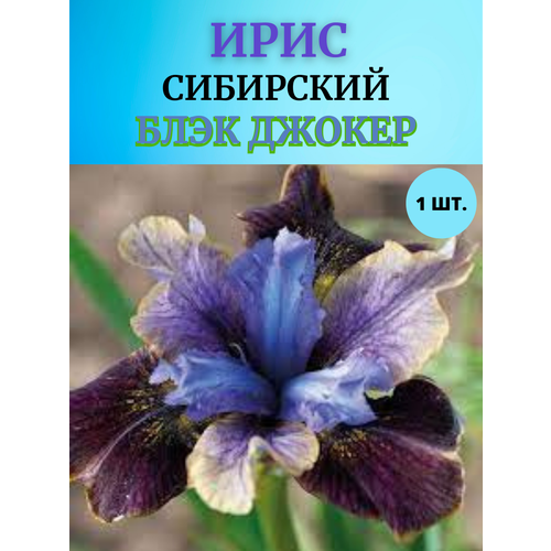 ������ ������ ���� �������� ���� ������, ����������� ����� ����