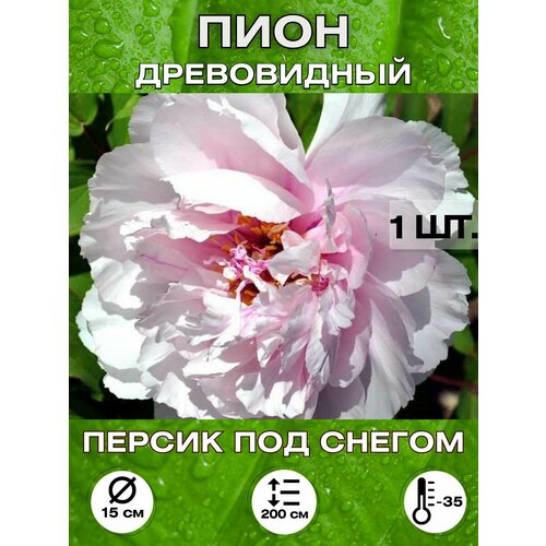 ������ ������ ���� ������ �� ������, ��������� ����