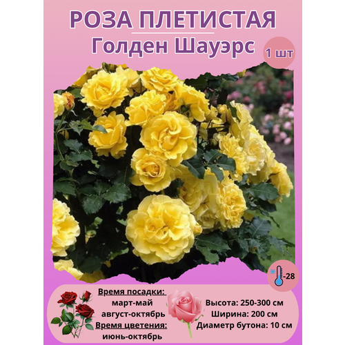 ������ ������ ���� ��������� ������ ������, ����������� ����� ����