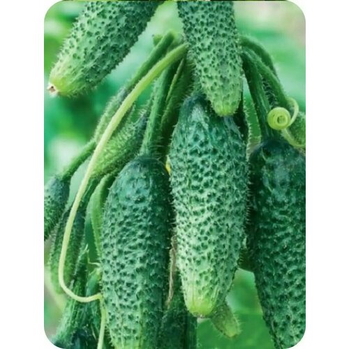 ������ ������ ������������� ������ ������ F1 ������� �������� ����