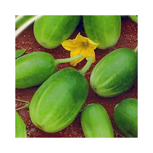 ������ ������ ������������� ������ ������ F1 ����-���� ����