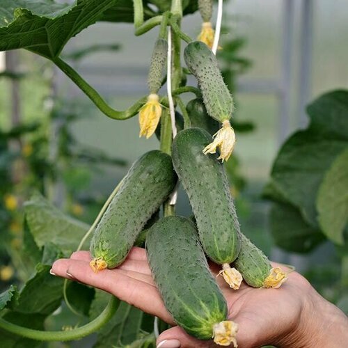 ������ ������ ������������� ������ ������ ��������� ��� F1 ����