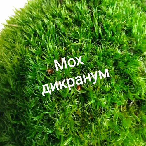 ������ ������ ��� �������� ������. ����������� �����. ����