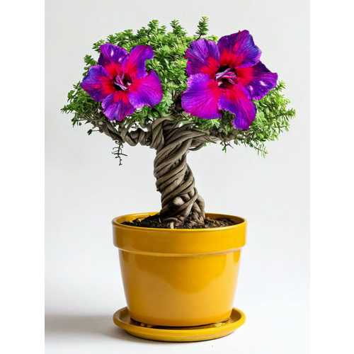 ������ ������ ������ �������� �� ��������� 