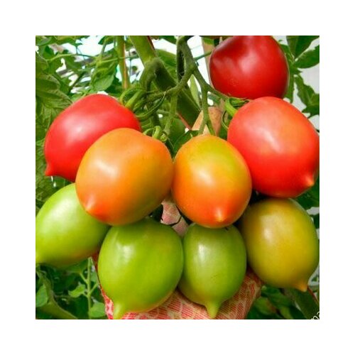 ������ ������ ������������� ������ ������ ���������� ������� ����