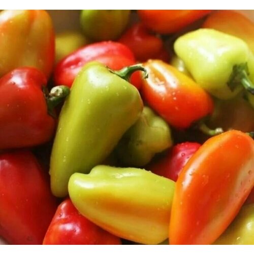 ������ ������ ������������� ������ ����� �������� �������� ����