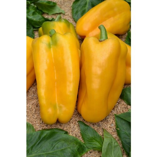 ������ ������ ������������� ������ ����� �������� ������ ������ F1 ����