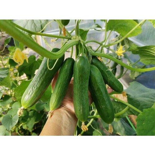 ������ ������ ������������� ������ ������ ������� F1 ����