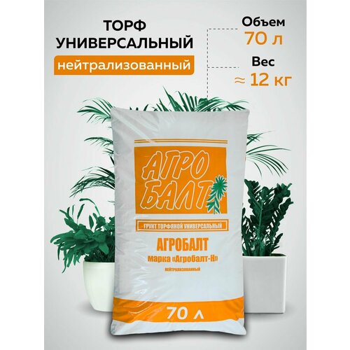 ������ ������ ���� 