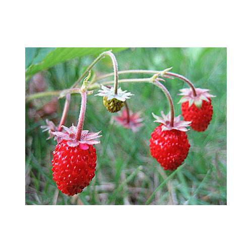 ������ ������ ������������� ������ ��������� ����� ��������� (100 ��.) ����