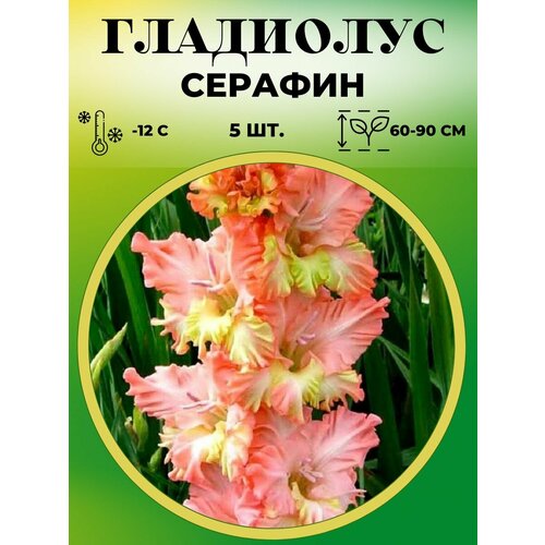 ������ ������ ��������� ��������������� ������� 5 ���� ����