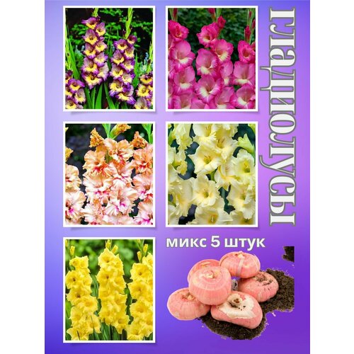 ������ ������ ��������� ��������, ���� 5���� ����