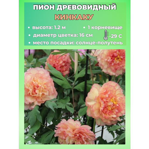 ������ ������ ���� ����������� �������, ������� 1 ����� ����