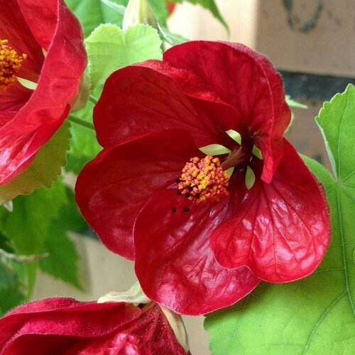 ������ ������ ������ �������� ������� 7 ��. (1 ��������) ����