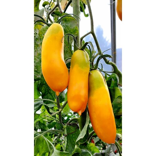 ������ ������ ������ ������ ��������� ������ (Siberian Bananas) / Seeds And Goods / � �������� zip-lock ��� ���������� 10 ����� ����