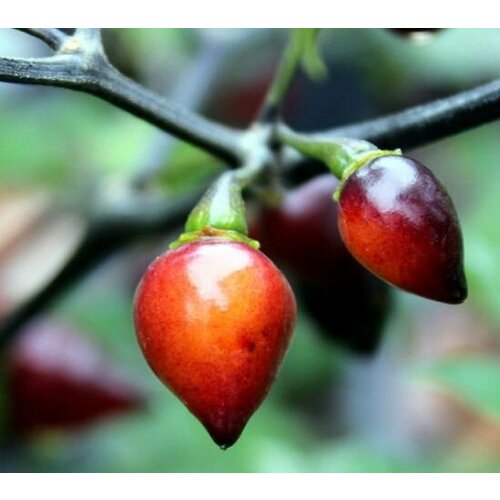 ������ ������ ������ ����� ���� ���� ����� (Bico Roxa) / Seeds And Goods / � �������� zip-lock ��� ���������� 10 ����� ����