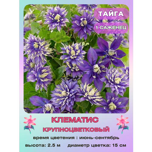 ������ ������ �������� ����� ����