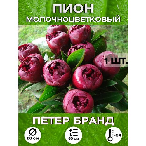 ������ ������ ���� ����� �����, ��������� ����