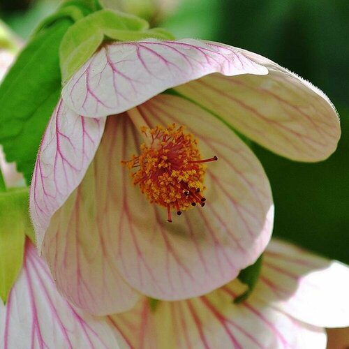 ������ ������ ������ �������� ���� �� ��� 7 ��. (1 ��������) ����