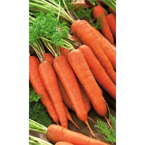 ������ ������ ������ ������� ���������������� 13 (��) �/� ����