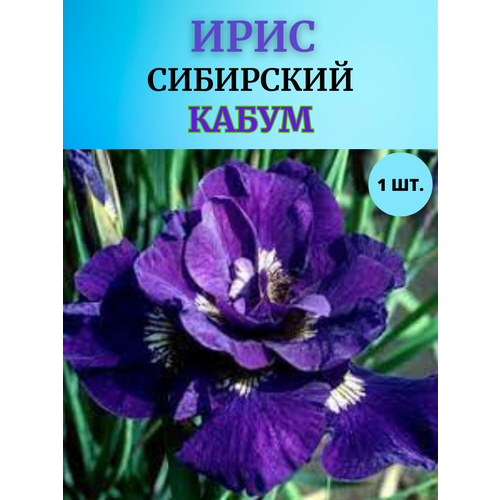 ������ ������ ���� �������� �����, ����������� ����� ����