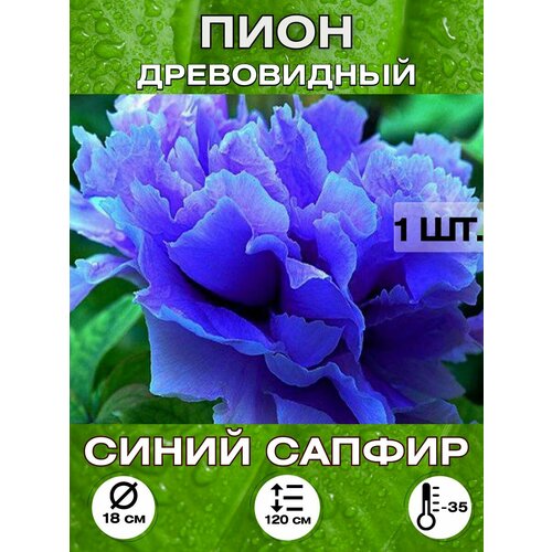 ������ ������ ���� ����� ������ ��������� ����