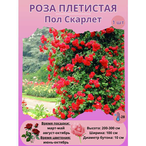 ������ ������ ���� ��������� ��� �������, ���������� ����� ����