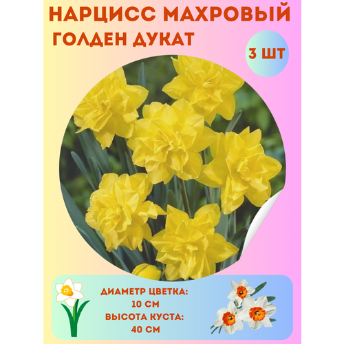 ������ ������ ������� ������ �����, ����������� �����, �������� 3 �� ����