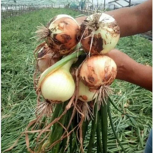 ������ ������ ������������� ������ ���� �������� F1 ����� ����