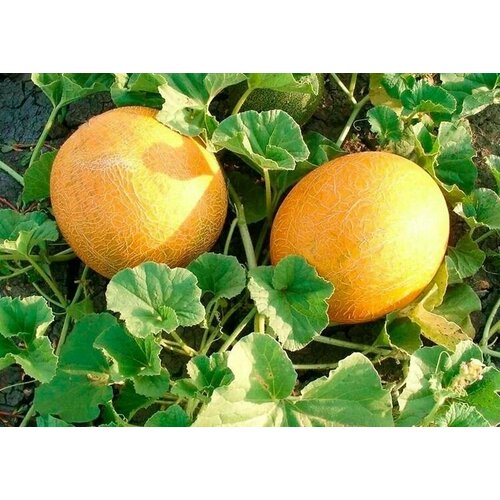 ������ ������ ������������� ������ ���� �������� ��������� ����