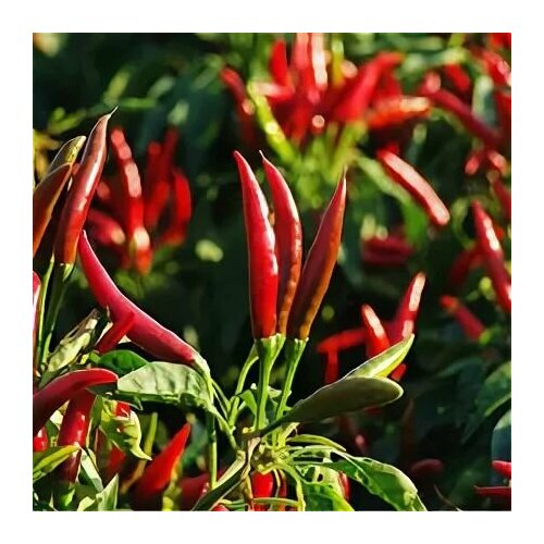 ������ ������ (������) ����� ������������� ������ 