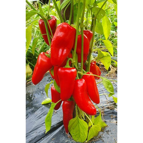 ������ ������ ������ ����� ������� �������� ������� (Lunchbox Red) / Seeds And Goods / � �������� zip-lock ��� ���������� 10 ����� ����