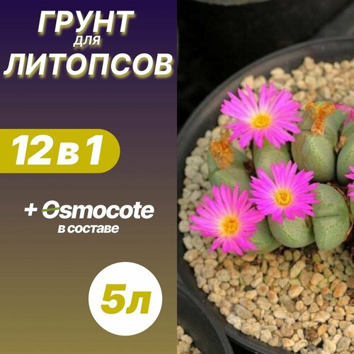 ������ ������ ����� ��� �������� 5� / ������� ����