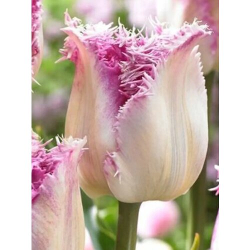 ������ ������ �������� ������� ������ - 2 ��. ����