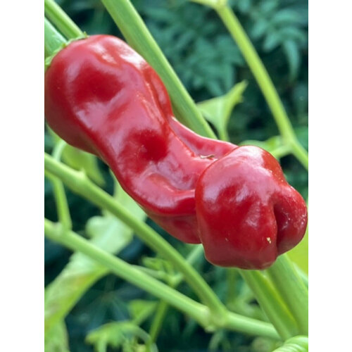 ������ ������ ������ ������ ����� Peter pepper red, 5 ���� ����