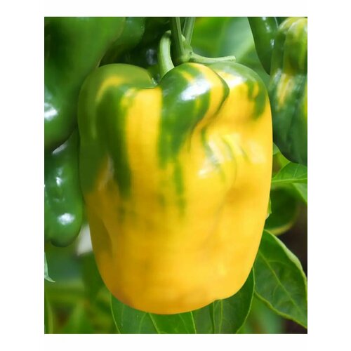 ������ ������ ������ ����� ������� 