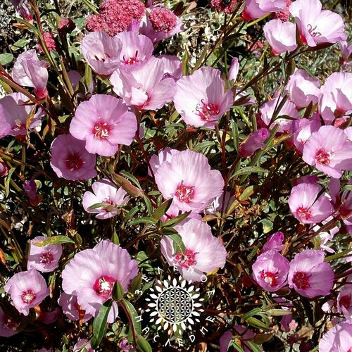     ,  -  (. Clarkia unguiculata) 30  