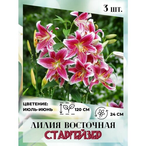 ������ ������ ����� ��������� ���� ������, �������� 3 ����� ����