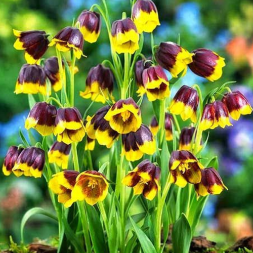 ������ ������ �������� ������, �hipollino flowers, ����������� UVA VULPIS (10 �������) ����