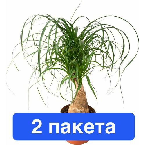 ������ ������ ����� �������� 2 ������ ����