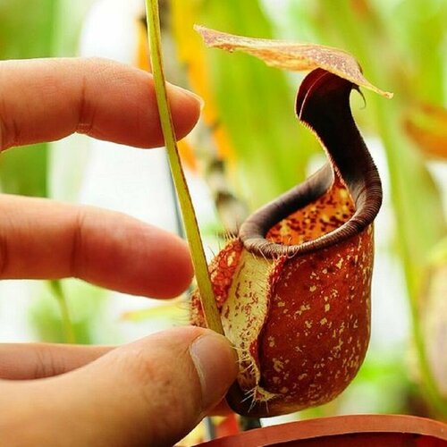 ������ ������ �������� ��������, Nepenthes Rafflesiana, ������������� ��������, ������ ����