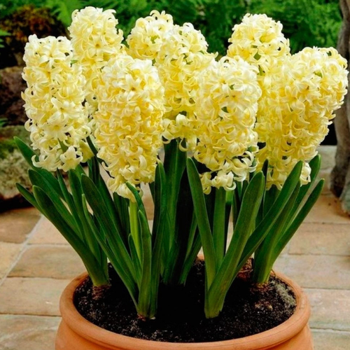 ������ ������ �������� �������� ������ �������� ( 2 �� ) ����