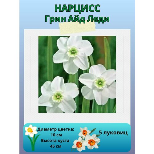 ������ ������ ������� ���� ��� ����, ����������� �����, �������� ��� ������� 5 �� ����