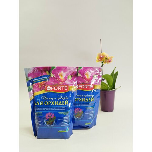 ������ ������ ������� �������� 2 �� ��� ������� Bona Forte 1� ����